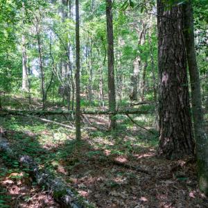 Photo #44 of SOLD property in Off Mt Carmel Road, Carthage, NC 6.3 acres