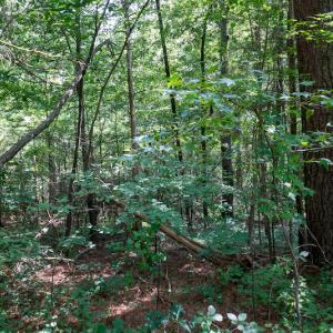Photo #45 of SOLD property in Off Mt Carmel Road, Carthage, NC 6.3 acres