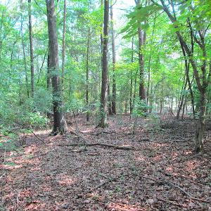 Photo #18 of SOLD property in Lot 69 Point Drive, Bumpass, VA 1.2 acres