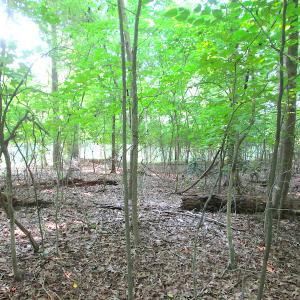 Photo #19 of SOLD property in Lot 69 Point Drive, Bumpass, VA 1.2 acres