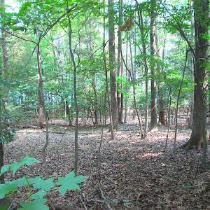 Photo #21 of SOLD property in Lot 69 Point Drive, Bumpass, VA 1.2 acres