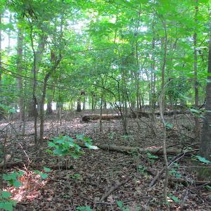 Photo #22 of SOLD property in Lot 69 Point Drive, Bumpass, VA 1.2 acres