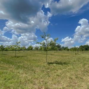 Photo #17 of Old NC Hwy 86N, Yanceyville, NC 32.1 acres