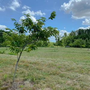Photo #19 of Old NC Hwy 86N, Yanceyville, NC 32.1 acres