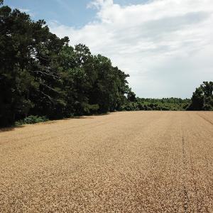 Photo #22 of Off Caratoke Highway, Jarvisburg, NC 7.8 acres