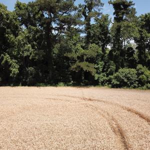 Photo #24 of Off Caratoke Highway, Jarvisburg, NC 7.8 acres