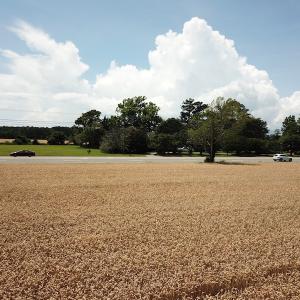 Photo #25 of Off Caratoke Highway, Jarvisburg, NC 7.8 acres