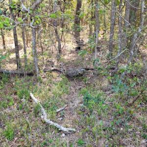 Photo #13 of Off Forbes Road, Jarvisburg, NC 123.8 acres