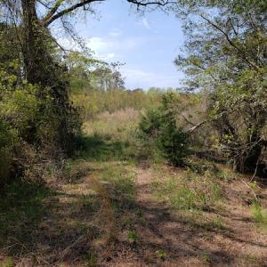 Photo #19 of Off Forbes Road, Jarvisburg, NC 123.8 acres