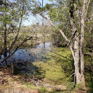 Photo #20 of Off Forbes Road, Jarvisburg, NC 123.8 acres
