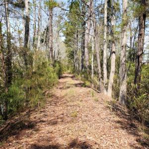 Photo #21 of Off Forbes Road, Jarvisburg, NC 123.8 acres