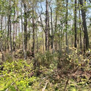 Photo #24 of Off Forbes Road, Jarvisburg, NC 123.8 acres