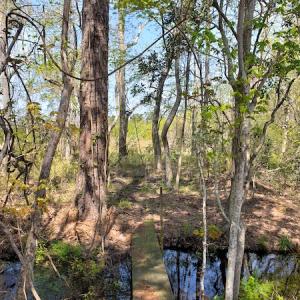 Photo #27 of Off Forbes Road, Jarvisburg, NC 123.8 acres