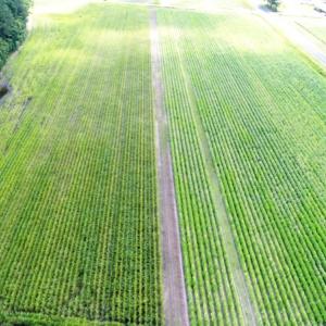 Photo #5 of SOLD property in O-Weyerhaeuser Road, Ayden, NC 18.3 acres