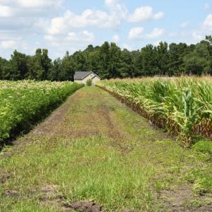Photo #8 of SOLD property in O-Weyerhaeuser Road, Ayden, NC 18.3 acres