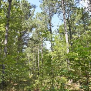 Photo #10 of SOLD property in O-Weyerhaeuser Road, Ayden, NC 18.3 acres