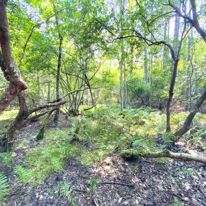 Photo #6 of SOLD property in 9020 Joyner's Bridge Rd, Windsor, VA 21.0 acres