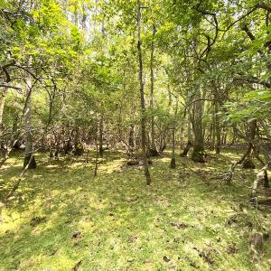 Photo #7 of SOLD property in 9020 Joyner's Bridge Rd, Windsor, VA 21.0 acres