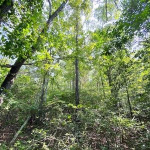 Photo #10 of SOLD property in 9020 Joyner's Bridge Rd, Windsor, VA 21.0 acres