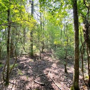 Photo #11 of SOLD property in 9020 Joyner's Bridge Rd, Windsor, VA 21.0 acres