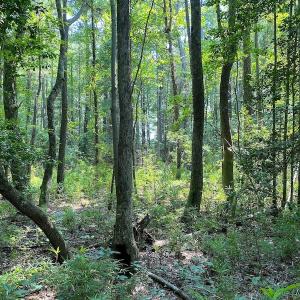 Photo #18 of SOLD property in 9020 Joyner's Bridge Rd, Windsor, VA 21.0 acres