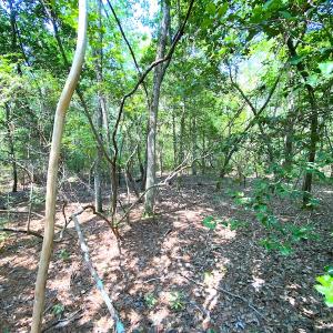 Photo #24 of SOLD property in 9020 Joyner's Bridge Rd, Windsor, VA 21.0 acres