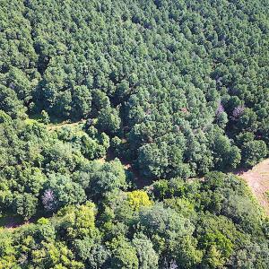 Photo #10 of SOLD property in Off Jackie Lane, Cape Charles, VA 46.0 acres