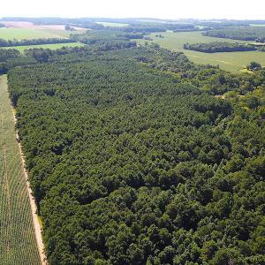 Photo #14 of SOLD property in Off Jackie Lane, Cape Charles, VA 46.0 acres