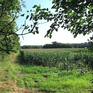 Photo #16 of SOLD property in Off Jackie Lane, Cape Charles, VA 46.0 acres