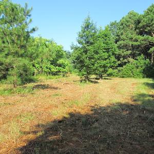 Photo #21 of SOLD property in Off Jackie Lane, Cape Charles, VA 46.0 acres