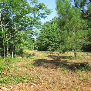 Photo #22 of SOLD property in Off Jackie Lane, Cape Charles, VA 46.0 acres