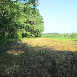 Photo #24 of SOLD property in Off Jackie Lane, Cape Charles, VA 46.0 acres