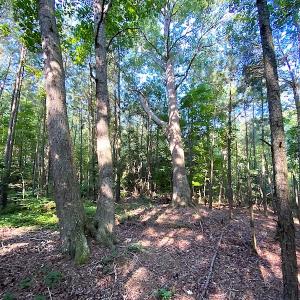 Photo #30 of SOLD property in Off Jackie Lane, Cape Charles, VA 46.0 acres