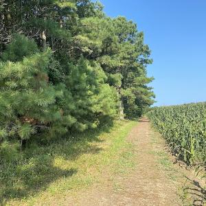 Photo #33 of SOLD property in Off Jackie Lane, Cape Charles, VA 46.0 acres