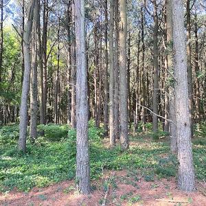 Photo #34 of SOLD property in Off Jackie Lane, Cape Charles, VA 46.0 acres
