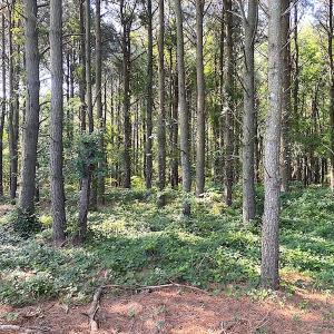 Photo #35 of SOLD property in Off Jackie Lane, Cape Charles, VA 46.0 acres