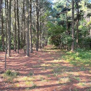 Photo #36 of SOLD property in Off Jackie Lane, Cape Charles, VA 46.0 acres
