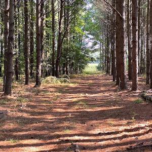 Photo #37 of SOLD property in Off Jackie Lane, Cape Charles, VA 46.0 acres