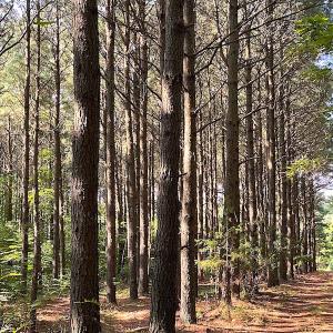 Photo #38 of SOLD property in Off Jackie Lane, Cape Charles, VA 46.0 acres