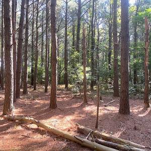 Photo #39 of SOLD property in Off Jackie Lane, Cape Charles, VA 46.0 acres