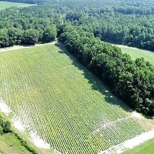 Photo #2 of SOLD property in  Off Hwy 17 and Off Springs Road, Washington, NC 53.0 acres