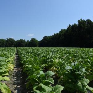Photo #6 of SOLD property in  Off Hwy 17 and Off Springs Road, Washington, NC 53.0 acres