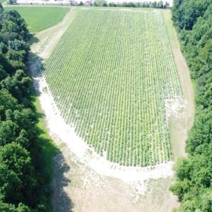Photo #7 of SOLD property in  Off Hwy 17 and Off Springs Road, Washington, NC 53.0 acres