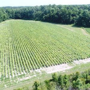 Photo #8 of SOLD property in  Off Hwy 17 and Off Springs Road, Washington, NC 53.0 acres