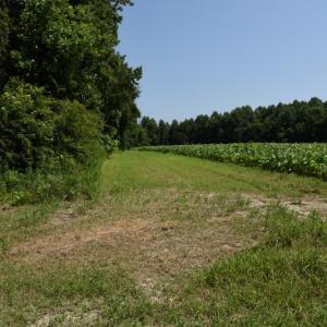 Photo #9 of SOLD property in  Off Hwy 17 and Off Springs Road, Washington, NC 53.0 acres