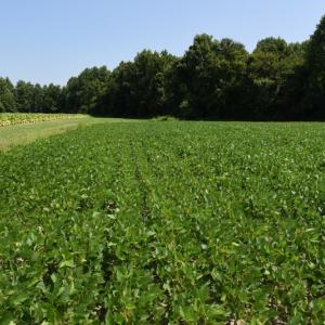 Photo #10 of SOLD property in  Off Hwy 17 and Off Springs Road, Washington, NC 53.0 acres