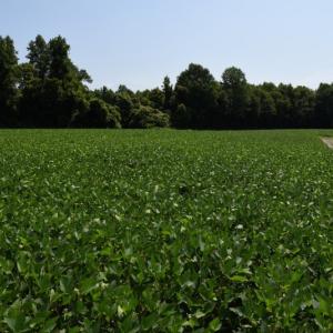 Photo #11 of SOLD property in  Off Hwy 17 and Off Springs Road, Washington, NC 53.0 acres