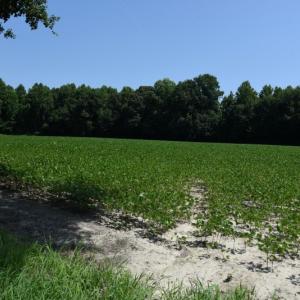 Photo #12 of SOLD property in  Off Hwy 17 and Off Springs Road, Washington, NC 53.0 acres