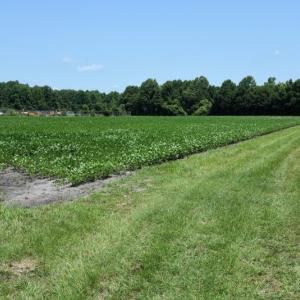 Photo #17 of SOLD property in  Off Hwy 17 and Off Springs Road, Washington, NC 53.0 acres