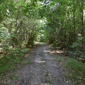 Photo #18 of SOLD property in  Off Hwy 17 and Off Springs Road, Washington, NC 53.0 acres